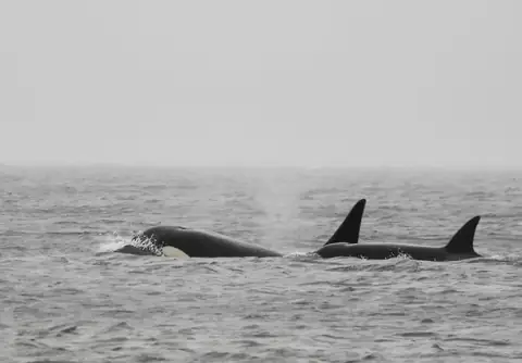Mystery Orca Trio With Shark-Bite Scars Spotted Swimming From Alaska to Seattle