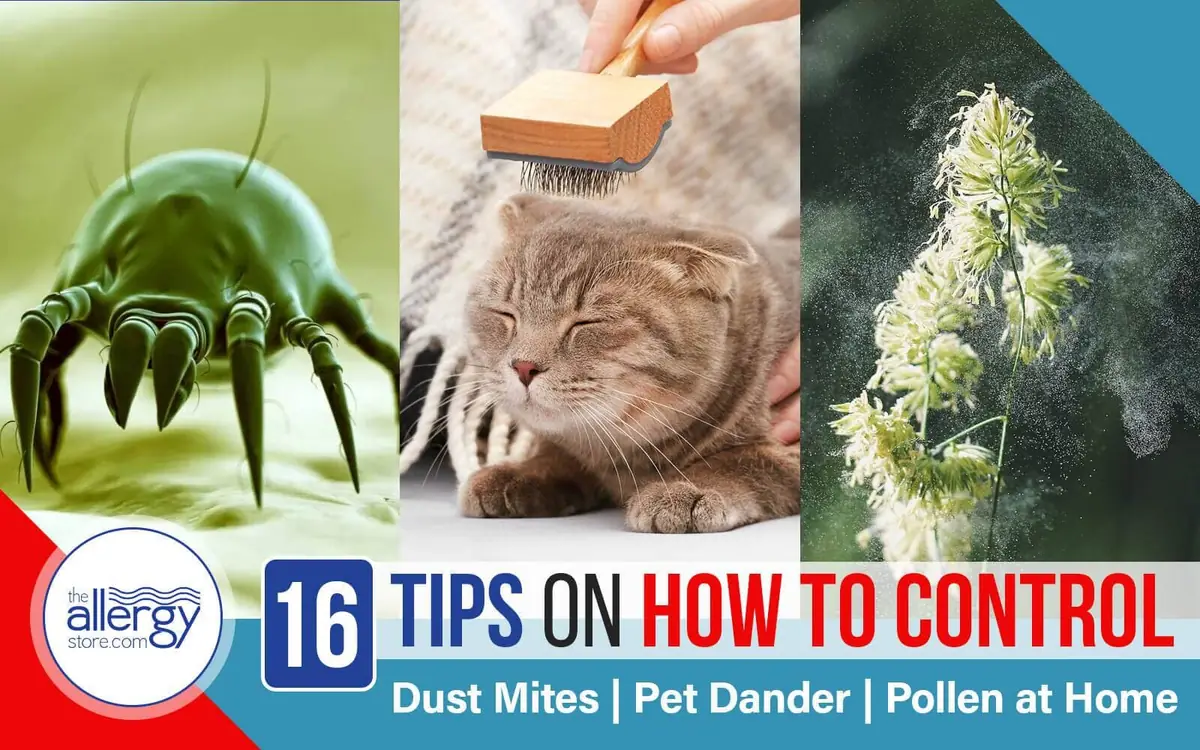 Indoor Allergens Don’t Take a Season Off