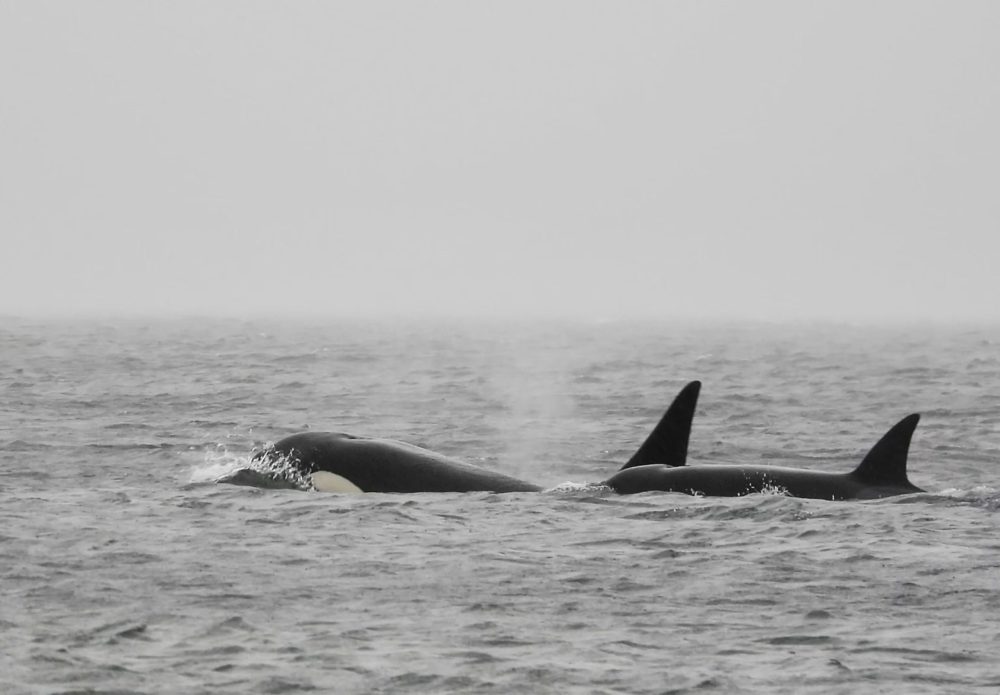 Mystery Orca Trio With Shark-Bite Scars Spotted Swimming From Alaska to Seattle