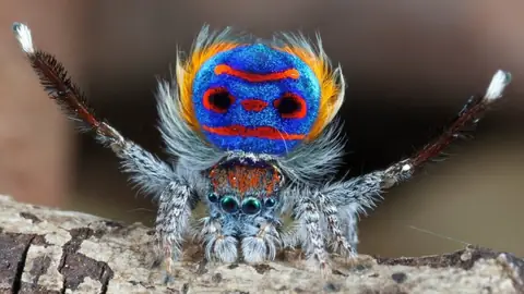 Dark DNA Research Solves the Mystery of Dancing Spiders