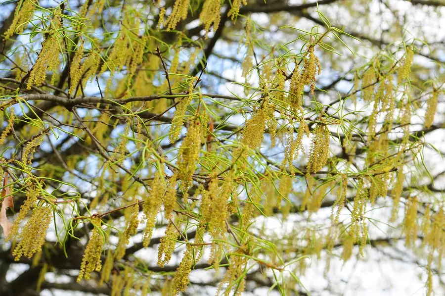 Higher CO2 Can Mean More (and Stronger) Pollen