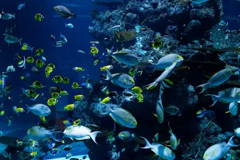How Many Species of Fish Are There in the Ocean?