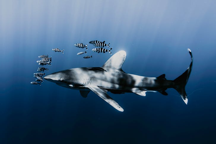 How many fish are in the ocean?